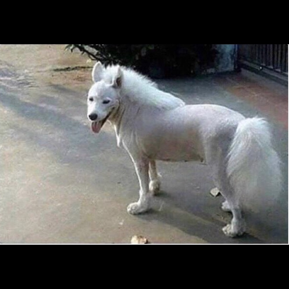 Pony